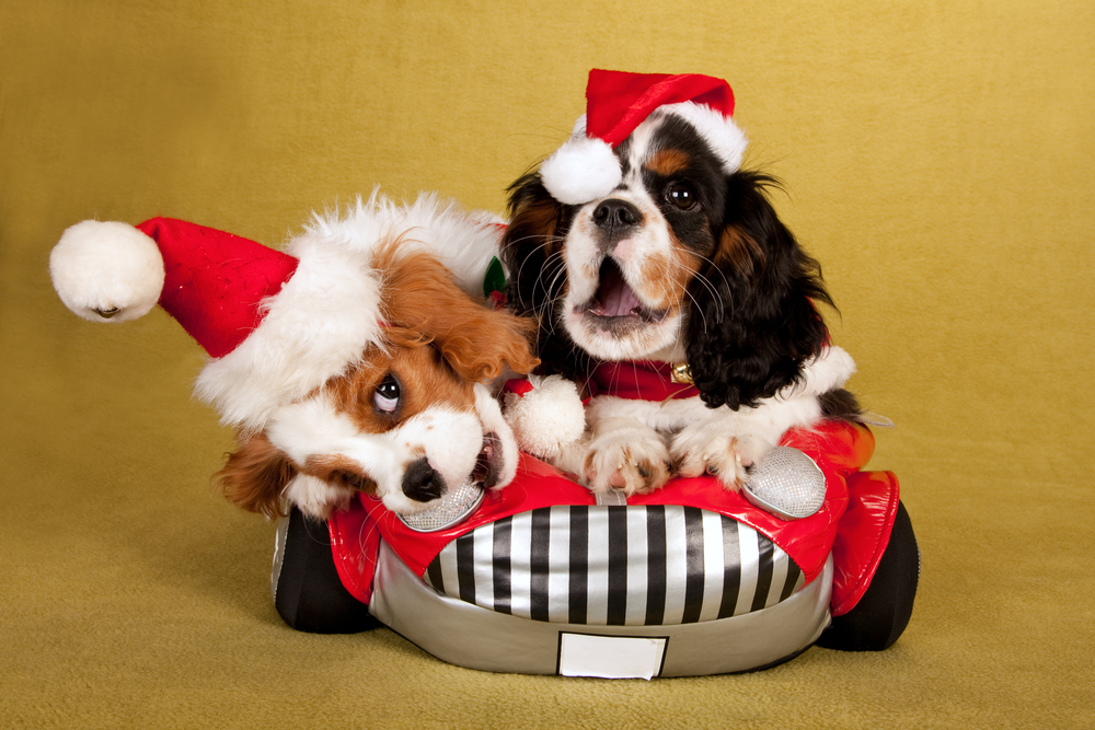 Christmas puppies driving car