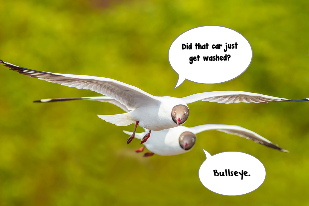 Seagull's plotting to poop on a clean car